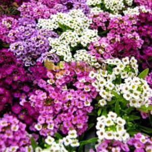 Alyssum White, Pink and Red Mixed seeds