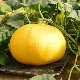 Pumpkin Ambili