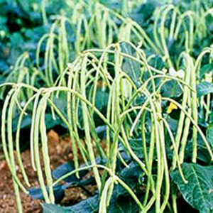 Anaswara pea