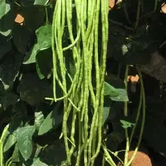 Arkamangala