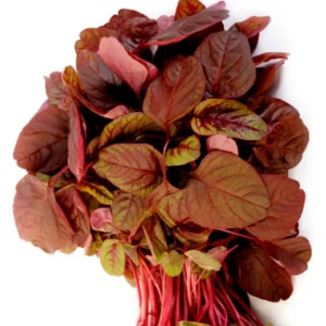 Arun Amaranthus