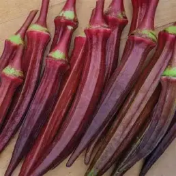 Aruna Okra