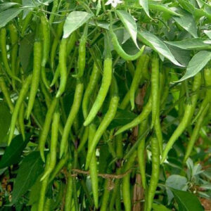 Arya Chilli