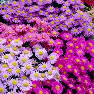Aster Formula Mix