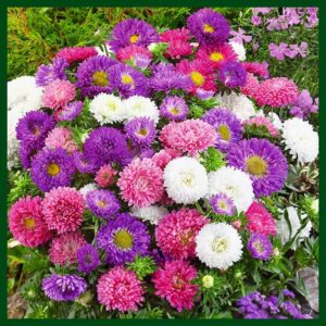 Aster Festival Multi mix