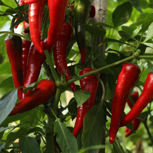 Byadagi Hot Chilli