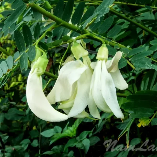 Bokful Humming Bird White