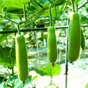 Bottle Gourd