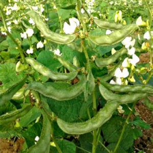 Bush Dolichos