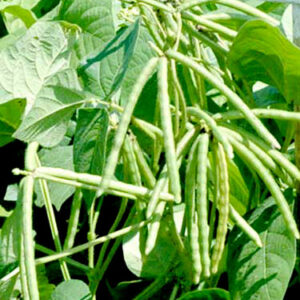 Bush pea green