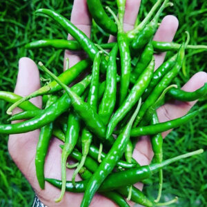 Chilli G4 Long