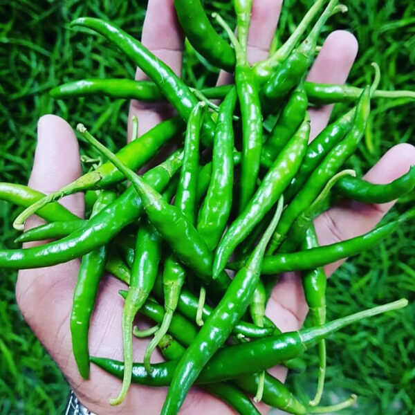 Chilli G4 Long