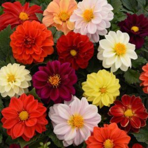 Dahlia Figaro Mix