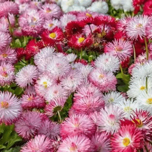 Daisy Multi Mix