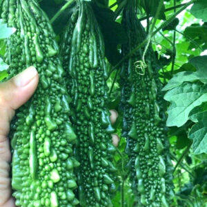 Bitter Gourd dark green