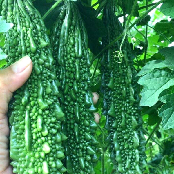 Bitter Gourd dark green