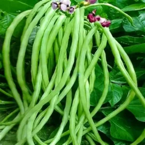 Deepika pea