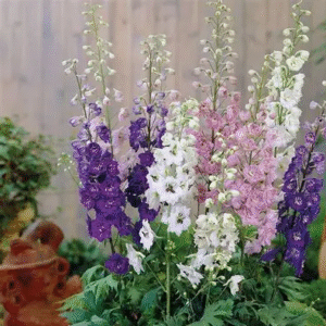 Delphinium mixed seeds