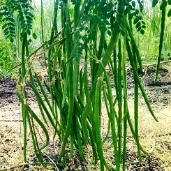 Bush Drumstick