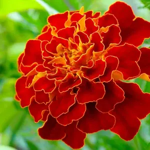 French Marigold Red