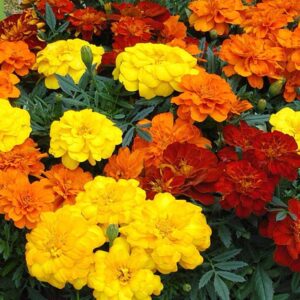 French Marigold Mix