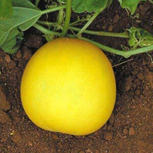Cucumber Golden Spice