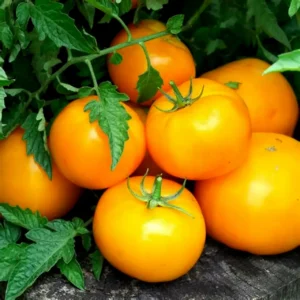 Goldy Tomato