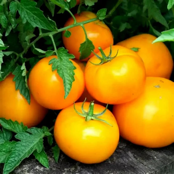 Goldy Tomato