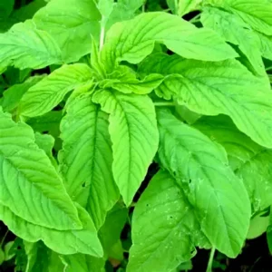 Green Amaranthus