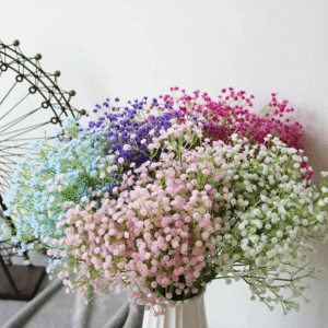 Gypsophila all colour Mix