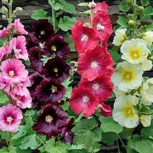 Hollyhock Festival Mix