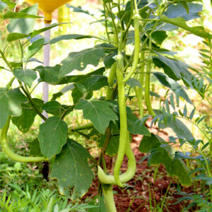 Illi komban brinjal