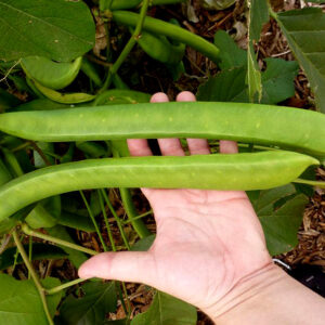 Jack Bean
