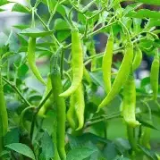 Jwala Chilli