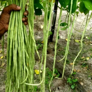 Karkoonthal pea