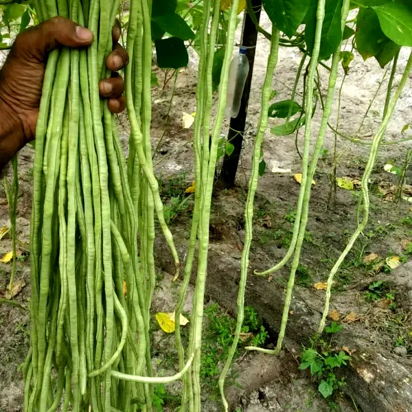 Karkoonthal pea