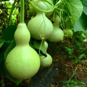 Kumbha Bottle Gourd