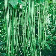 Lola long pea