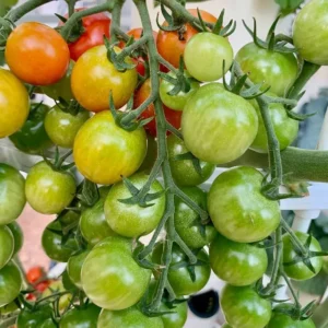Mahi tomato