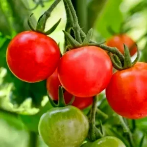 Tomato manuprabha