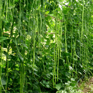 Meter pea green