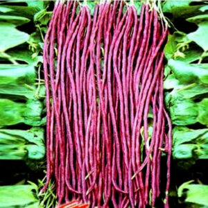 Meter pea red
