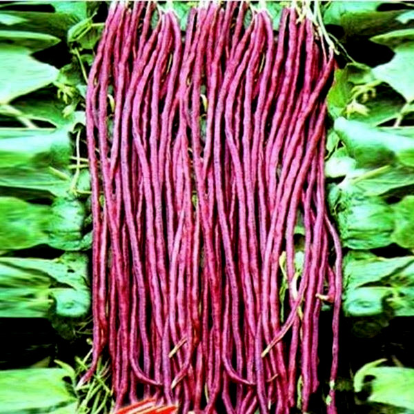 Meter pea red