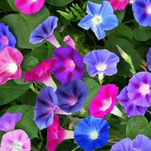 Morning glory Mixed Seeds