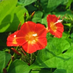 Morning Glory Red