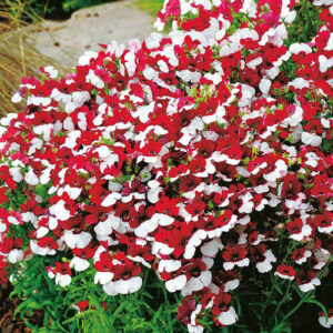 Nemesia Red and White Mix