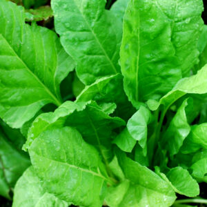 Palak