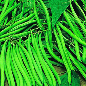 Pencil Beans