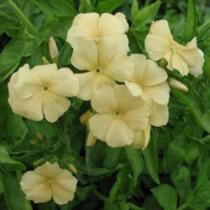 Phlox Beauty Yellow