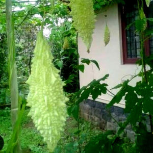 Bitter gourd Preethi White